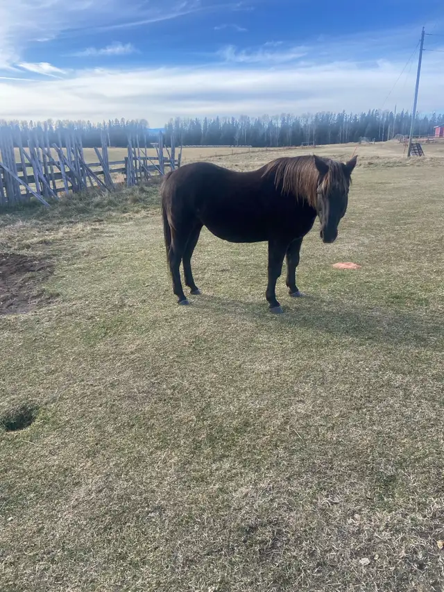 Horse For Sale
