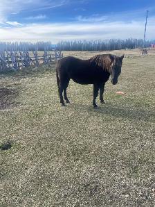 Horse For Sale