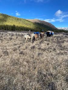 Horse For Sale - Photo 2