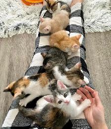 Siberian Russian Blue Mix Kittens! Fully Vet Checked!