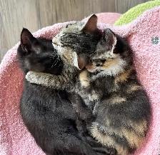 Siberian Russian Blue Mix Kittens! Fully Vet Checked! - Photo 2