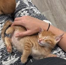 Siberian Russian Blue Mix Kittens! Fully Vet Checked! - Photo 3