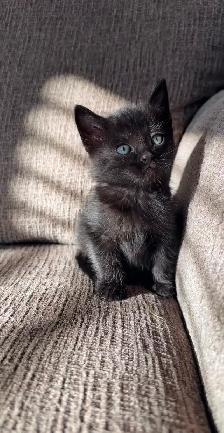 Siberian Russian Blue Mix Kittens! Fully Vet Checked! - Photo 4