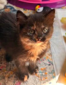 Siberian Russian Blue Mix Kittens! Fully Vet Checked! - Photo 5