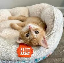 Siberian Russian Blue Mix Kittens! Fully Vet Checked! - Photo 6