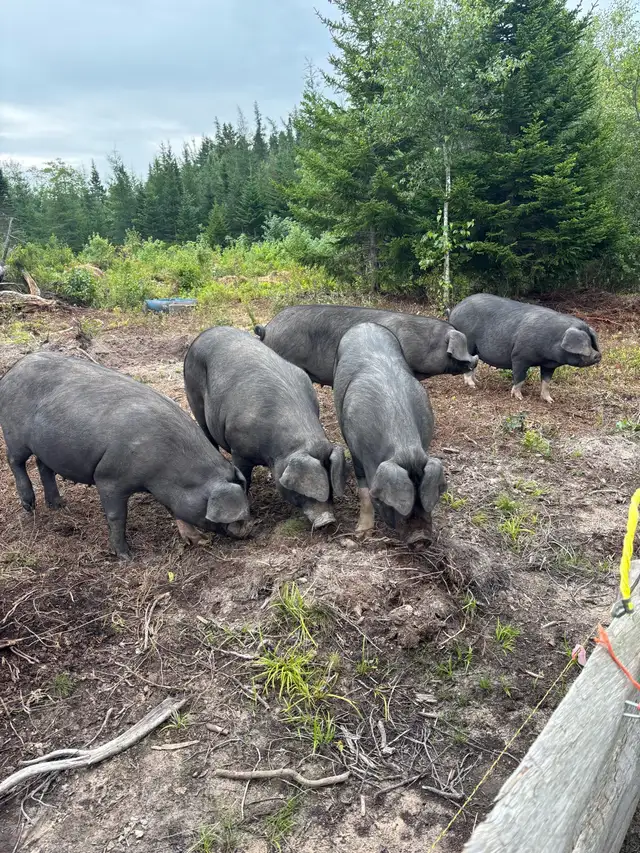 pork meat