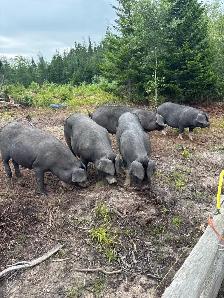 pork meat