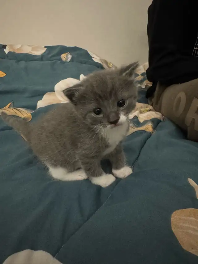 Scottish Fold, Bengal & Siberian Kitten Mix