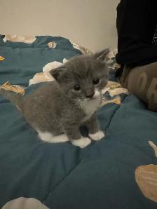 Scottish Fold, Bengal & Siberian Kitten Mix