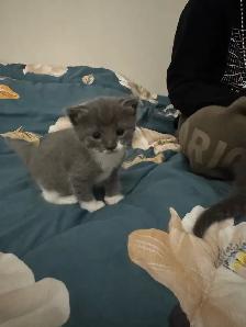 Scottish Fold, Bengal & Siberian Kitten Mix - Photo 2