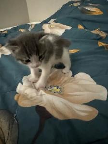 Scottish Fold, Bengal & Siberian Kitten Mix - Photo 3