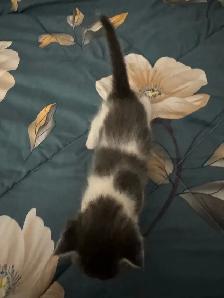Scottish Fold, Bengal & Siberian Kitten Mix - Photo 4