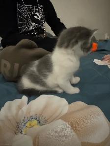 Scottish Fold, Bengal & Siberian Kitten Mix - Photo 5