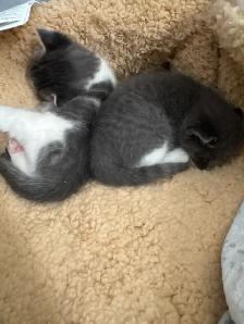 Scottish Fold, Bengal & Siberian Kitten Mix - Photo 6