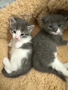 Scottish Fold, Bengal & Siberian Kitten Mix - Photo 7