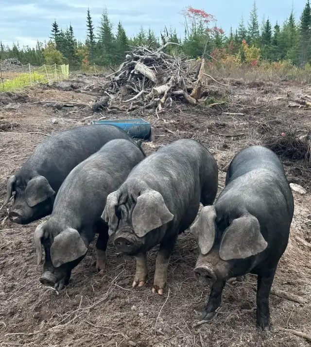 pork meat