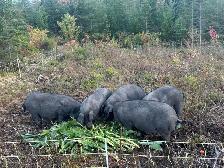 pork meat - Photo 2