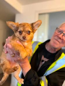 Gorgeous Long-Haired Chocolate Merle Chihuahua Female – Ready