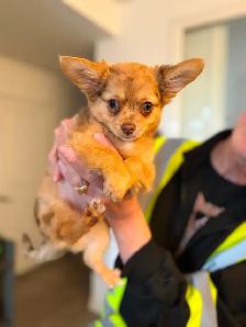Gorgeous Long-Haired Chocolate Merle Chihuahua Female – Ready - Photo 2