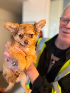 Gorgeous Long-Haired Chocolate Merle Chihuahua Female – Ready - Photo 3