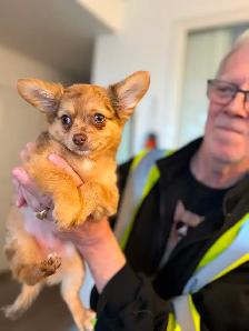 Gorgeous Long-Haired Chocolate Merle Chihuahua Female – Ready - Photo 4