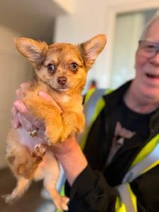Gorgeous Long-Haired Chocolate Merle Chihuahua Female – Ready - Photo 5