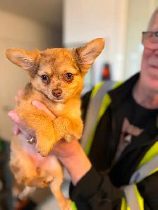 Gorgeous Long-Haired Chocolate Merle Chihuahua Female – Ready - Photo 6