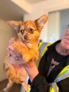 Gorgeous Long-Haired Chocolate Merle Chihuahua Female – Ready - Photo 7