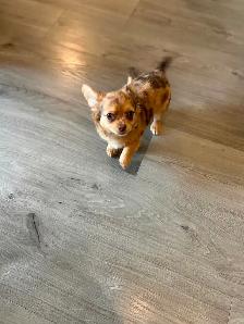 Gorgeous Long-Haired Chocolate Merle Chihuahua Female – Ready - Photo 9