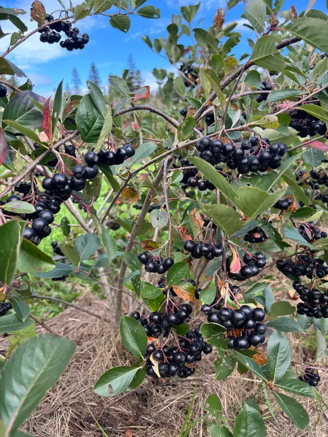 aronia berries