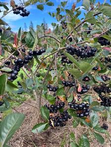 aronia berries