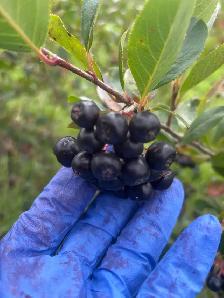 aronia berries - Photo 3