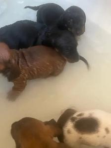 DACHUND PUPPIES