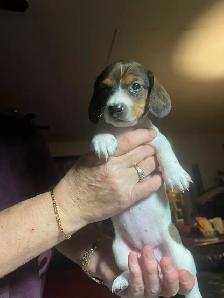 DACHUND PUPPIES - Photo 2