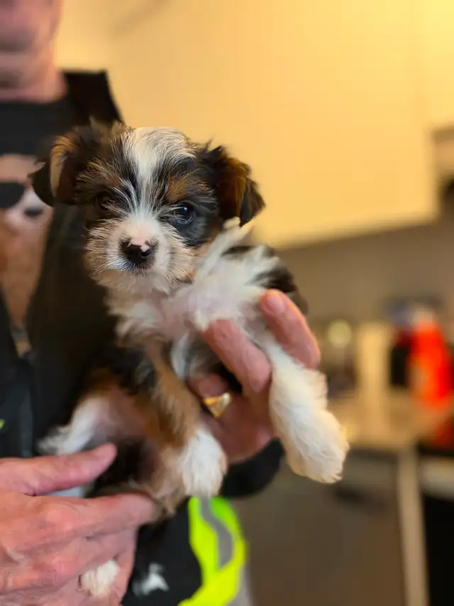 Gorgeous Parti Yorkie Male – Ready for his forever home