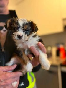Gorgeous Parti Yorkie Male – Ready for his forever home