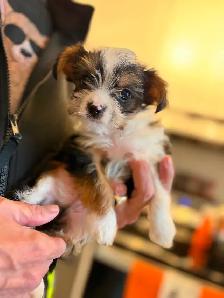 Gorgeous Parti Yorkie Male – Ready for his forever home - Photo 2