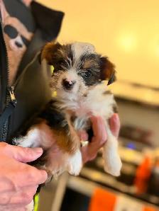 Gorgeous Parti Yorkie Male – Ready for his forever home - Photo 3