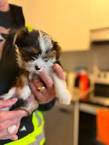 Gorgeous Parti Yorkie Male – Ready for his forever home - Photo 4