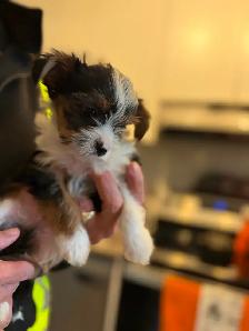 Gorgeous Parti Yorkie Male – Ready for his forever home - Photo 5
