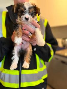 Gorgeous Parti Yorkie Male – Ready for his forever home - Photo 6