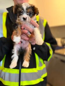 Gorgeous Parti Yorkie Male – Ready for his forever home - Photo 7