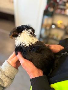 Gorgeous Parti Yorkie Male – Ready for his forever home - Photo 8