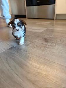 Gorgeous Parti Yorkie Male – Ready for his forever home - Photo 9