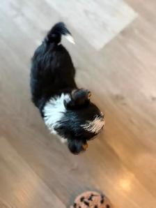 Gorgeous Parti Yorkie Male – Ready for his forever home - Photo 10