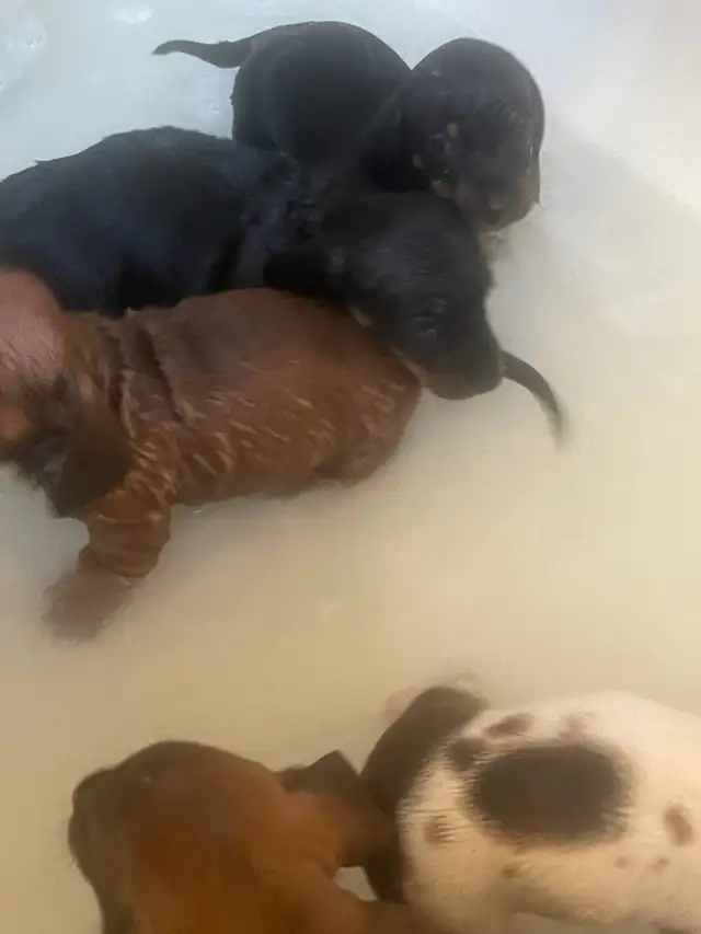 DACHUND PUPPIES
