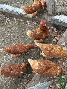 chickens!  road island reds