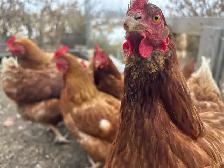 chickens!  road island reds - Photo 2