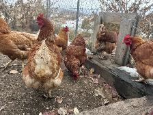 chickens!  road island reds - Photo 3