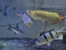 lots of fish, plecos & more (see list below)